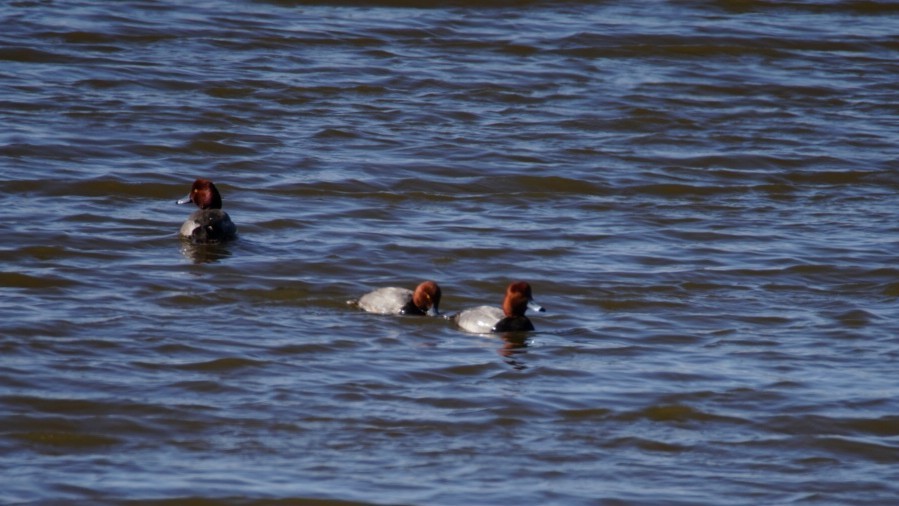 Redhead - Steve Hibbard