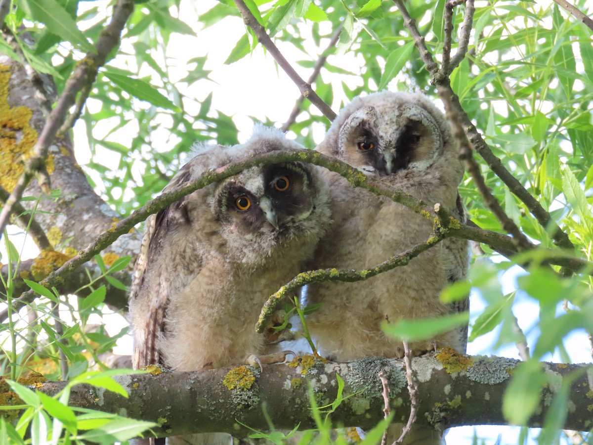 Long-eared Owl - ML618097613