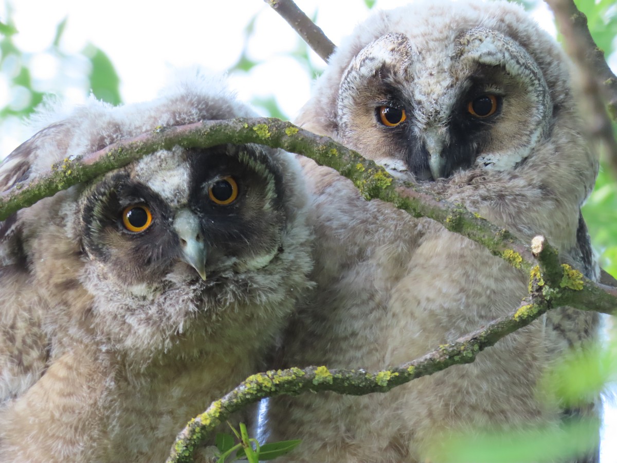 Long-eared Owl - Miguel Diez Vaquero