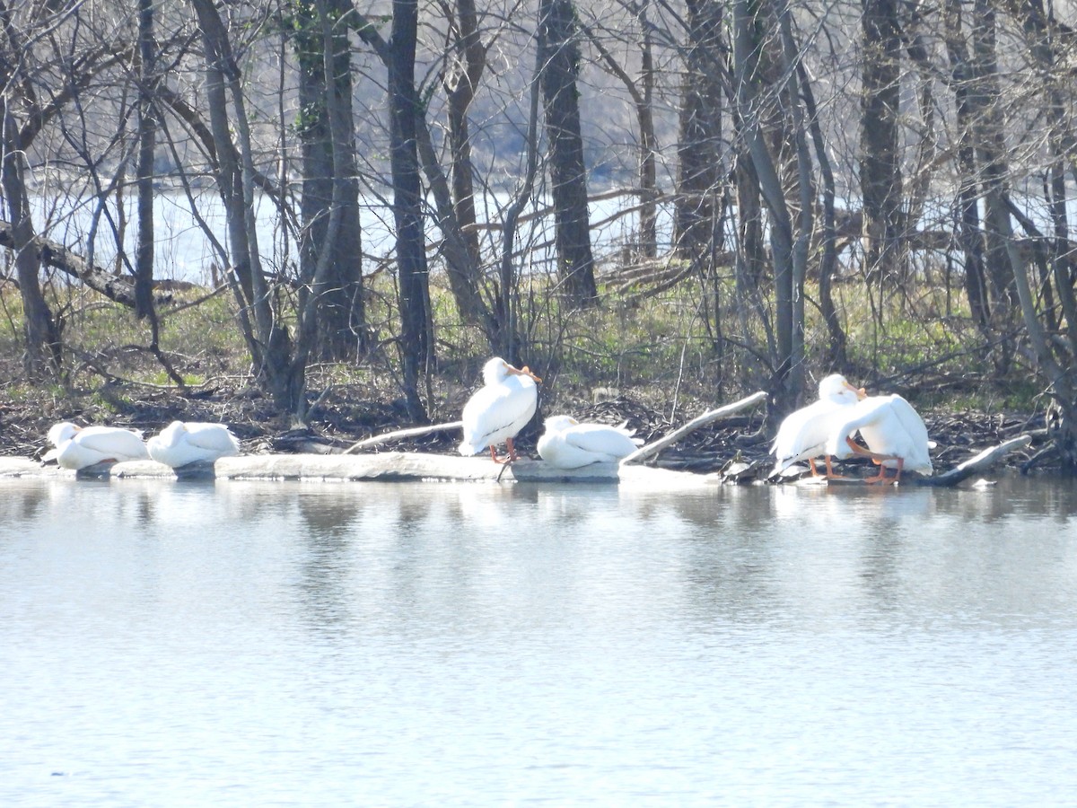 American White Pelican - ML618097647