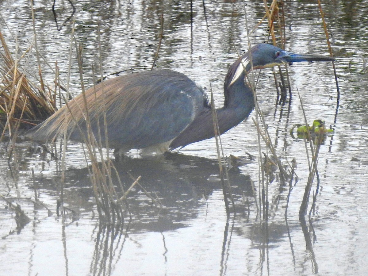 Tricolored Heron - Ellen Leonard