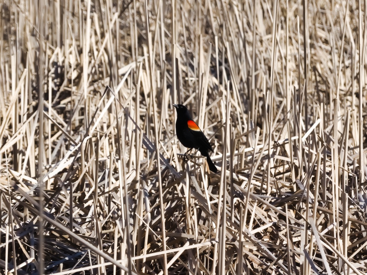 Red-winged Blackbird - Laurel Robinson