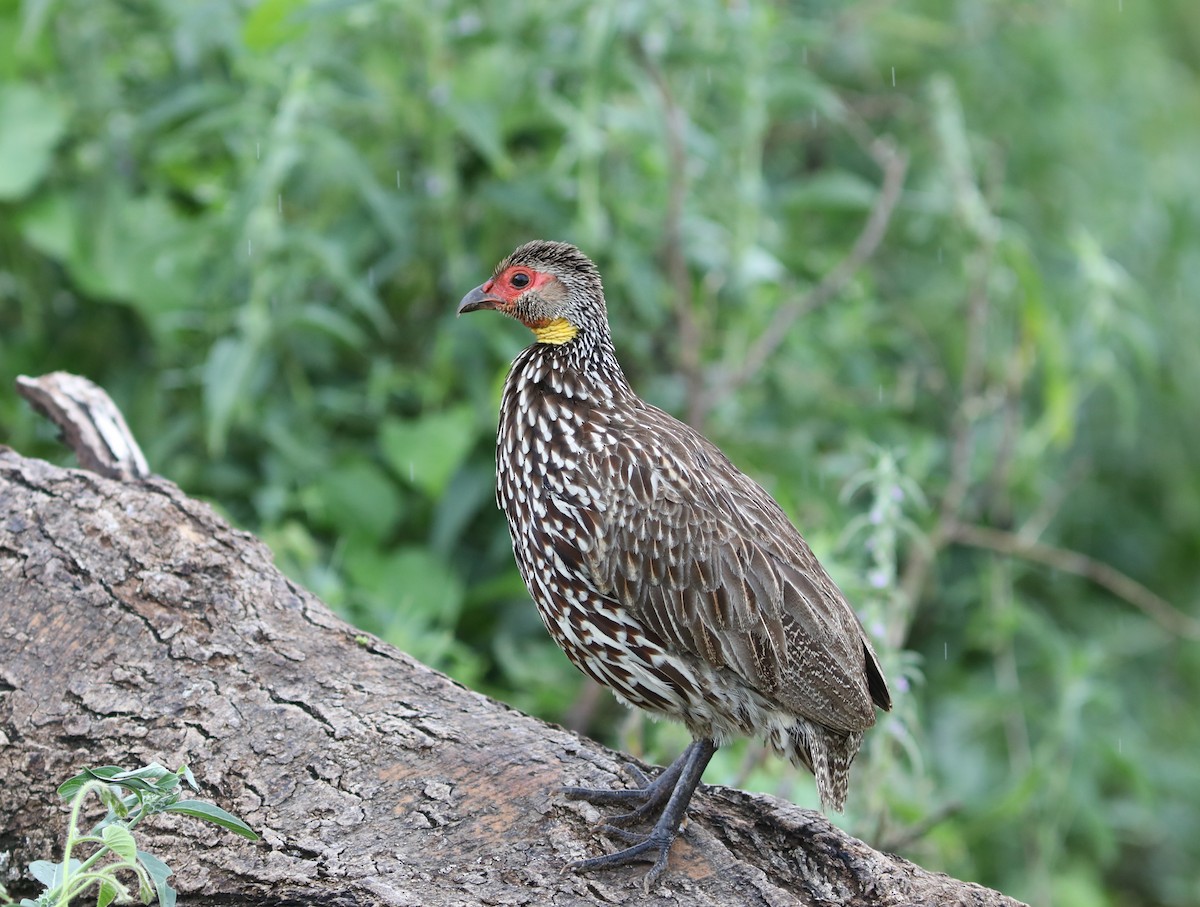 Yellow-necked Spurfowl - Rohan van Twest