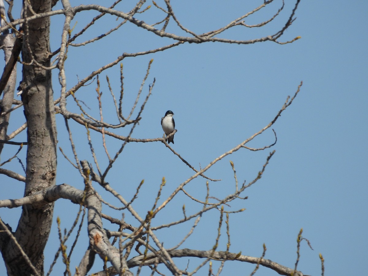 Tree Swallow - Leann Henderson