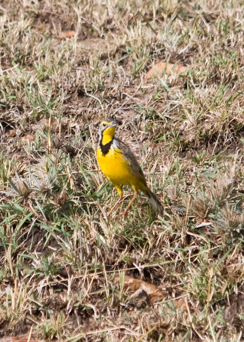 Yellow-throated Longclaw - ML618097747