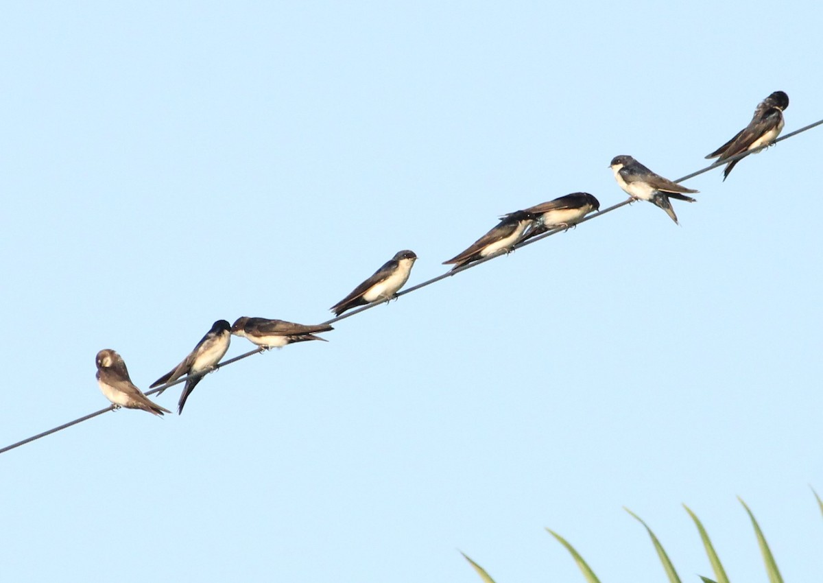 Blue-and-white Swallow - Miguel  Magro