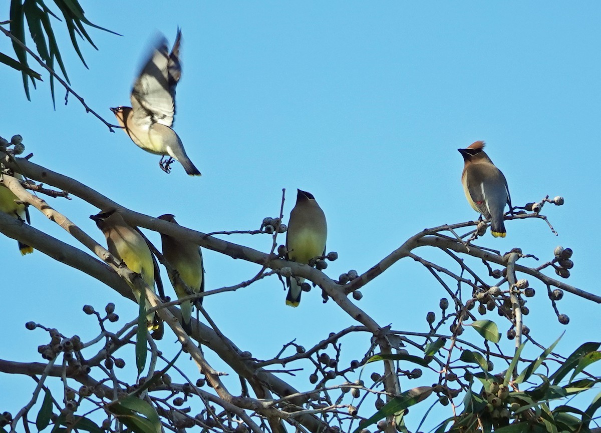 Cedar Waxwing - ML618097783