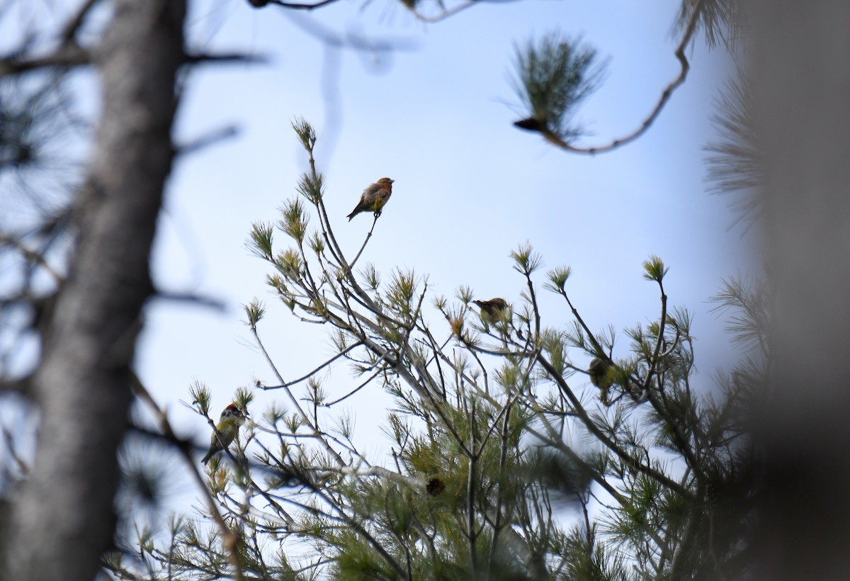 Red Crossbill - Ben Peters