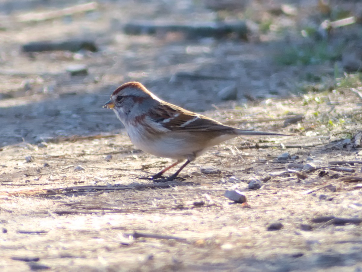 American Tree Sparrow - Laurel Robinson