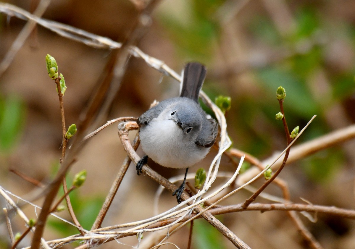 Blue-gray Gnatcatcher - Ben Peters