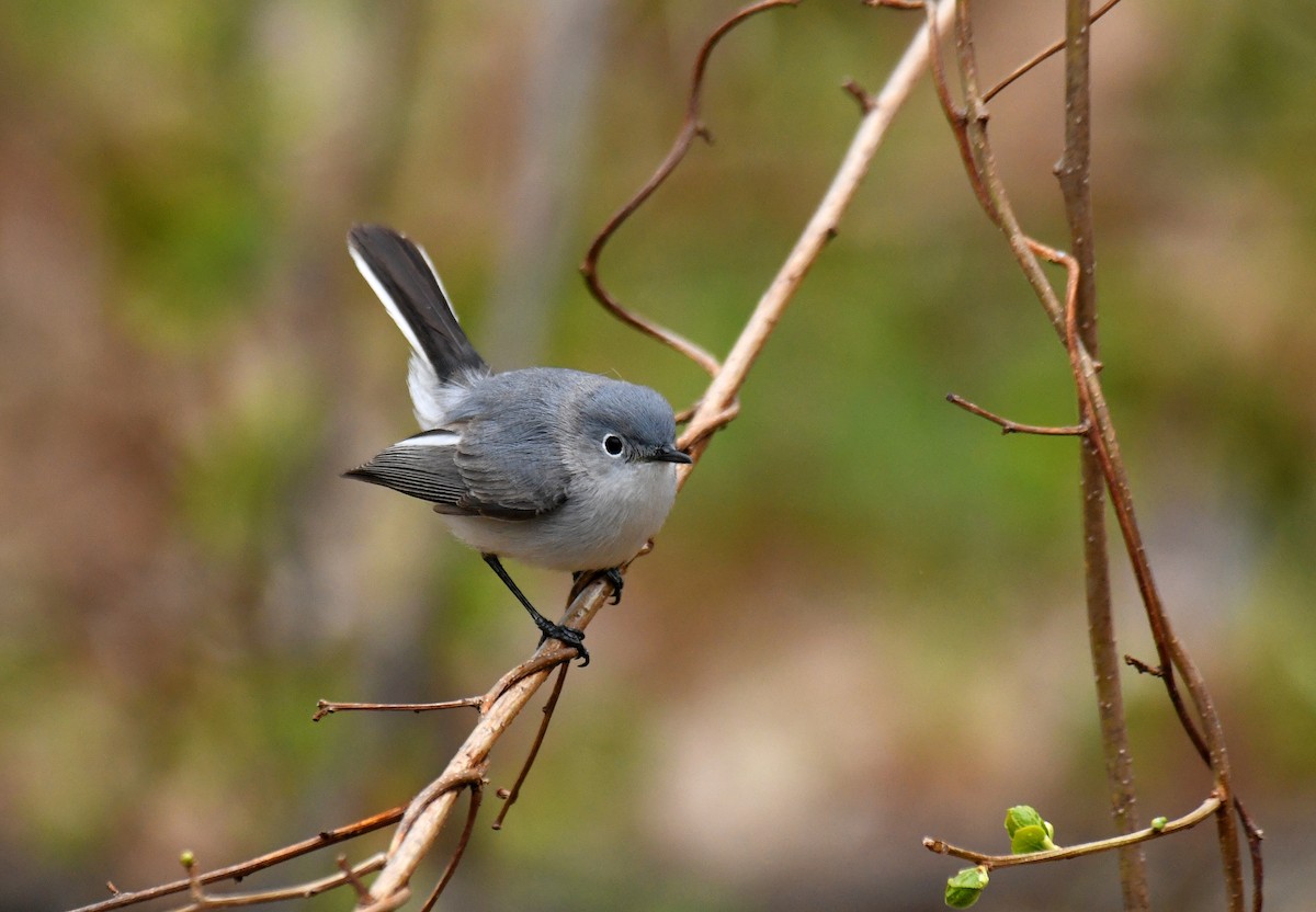 Blue-gray Gnatcatcher - Ben Peters