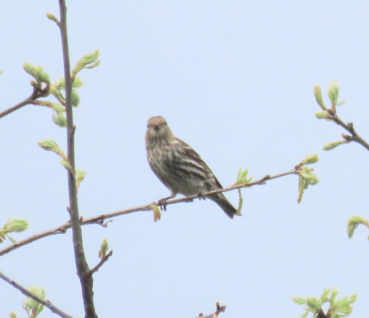 Pine Siskin - Kim Springer