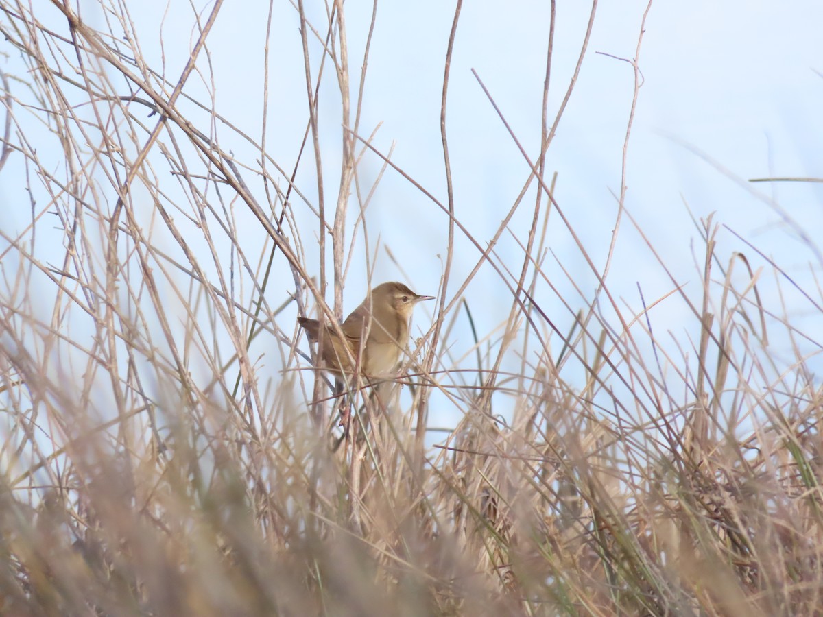 Savi's Warbler - Miguel Diez Vaquero