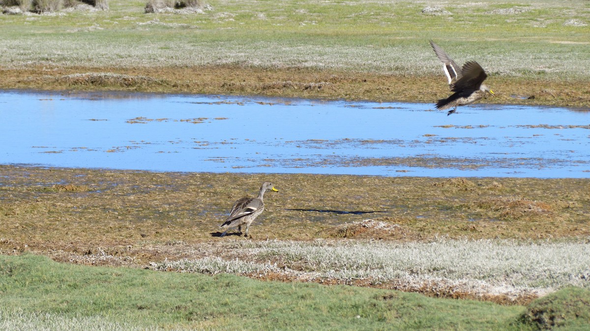 Yellow-billed Pintail - ML618097864