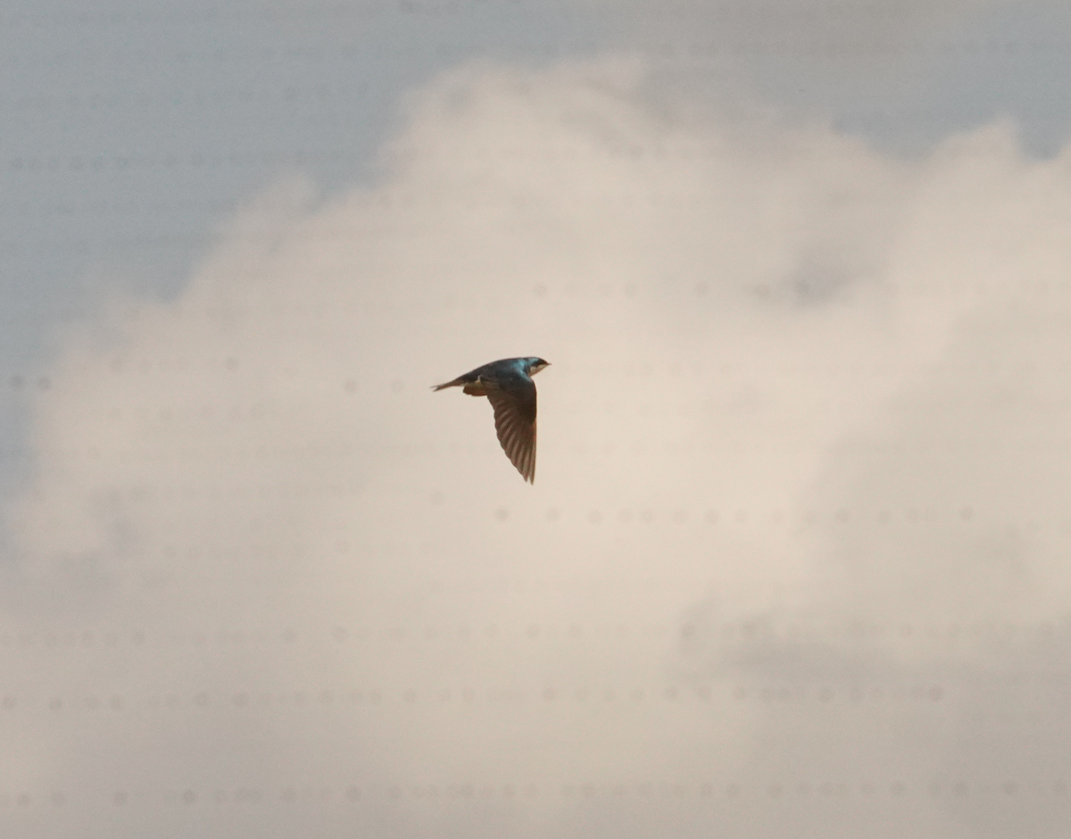 Tree Swallow - ML618097873