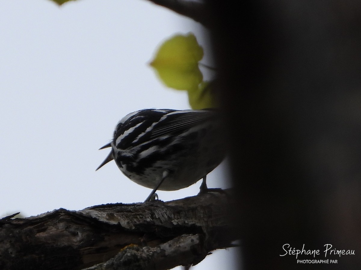 Black-and-white Warbler - Stéphane Primeau