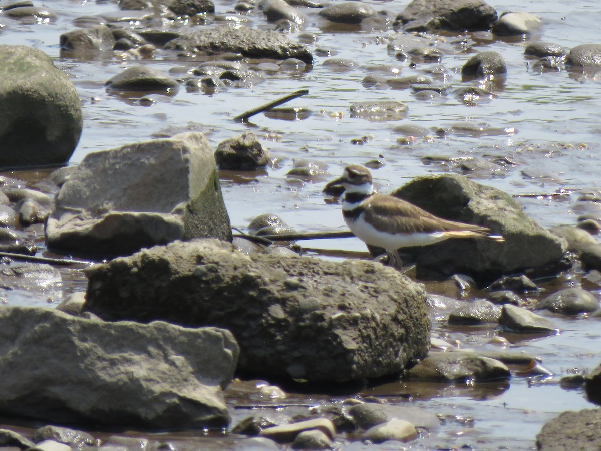 Killdeer - Debbie Beer