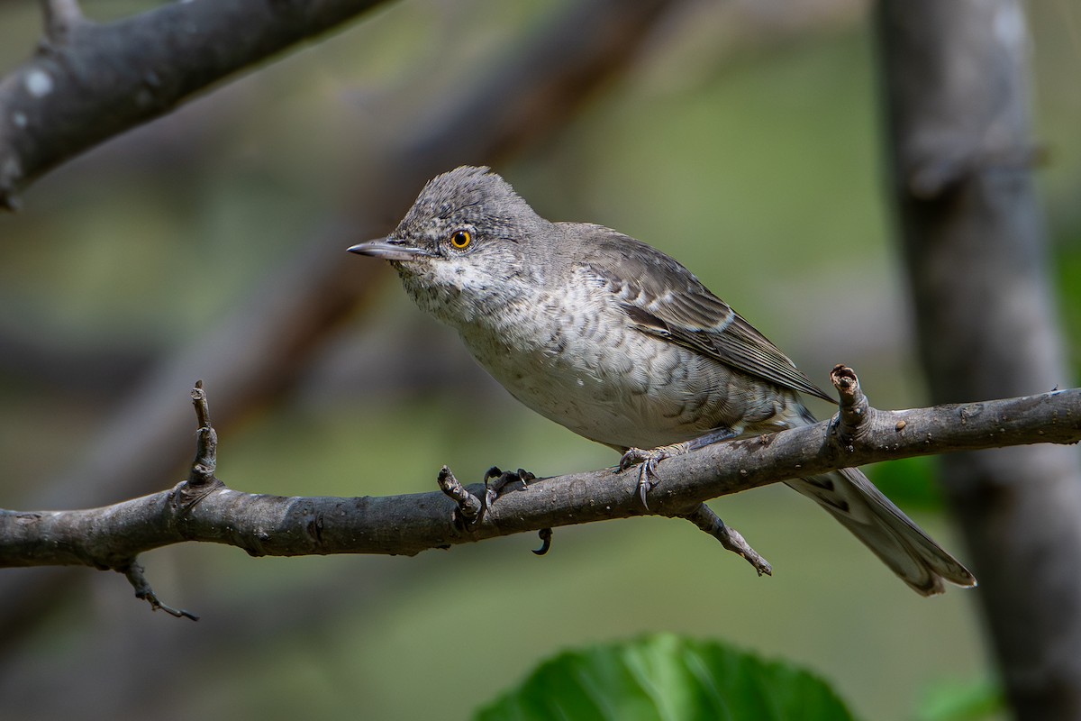 Barred Warbler - ML618097916