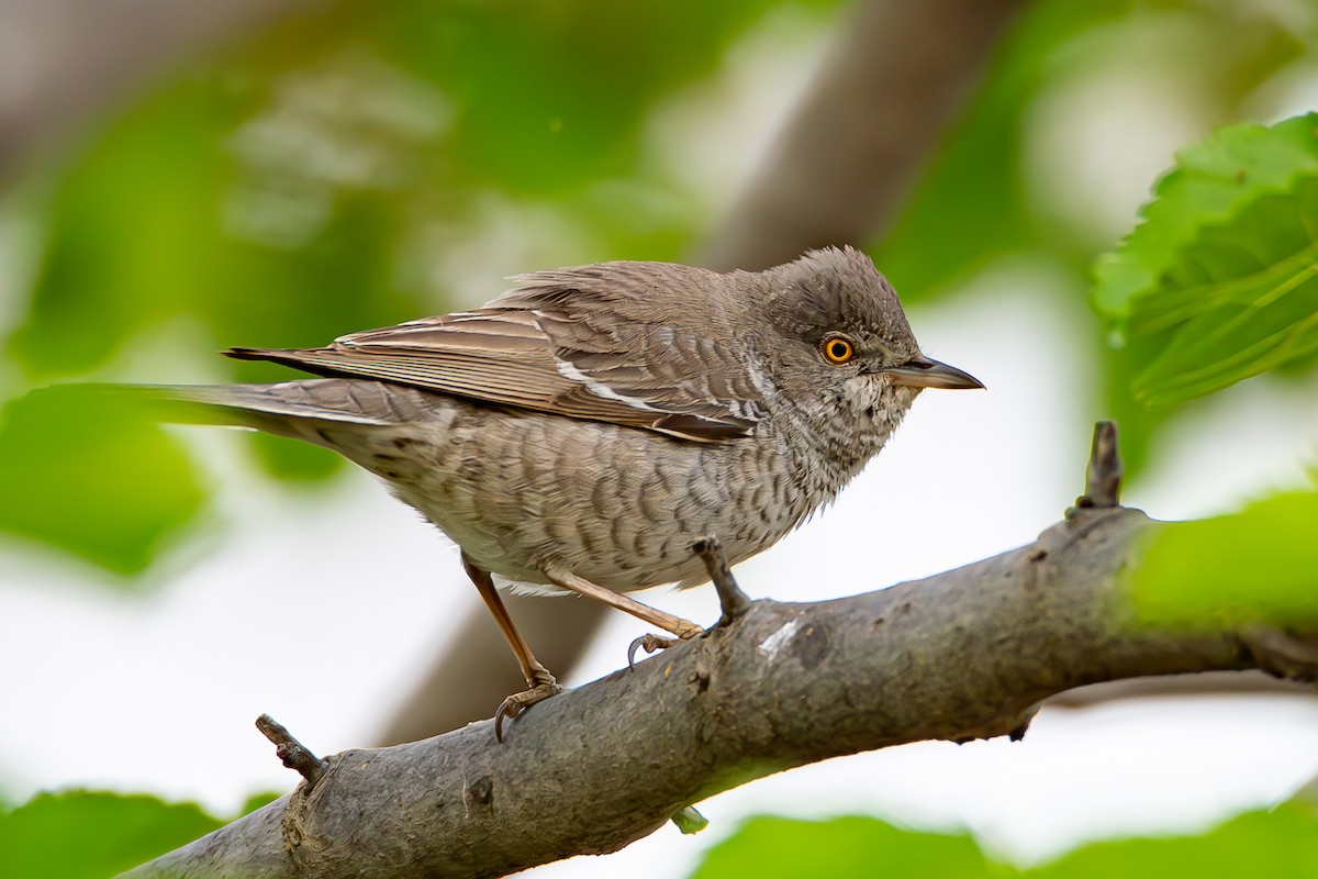 Barred Warbler - Yonatan Gordon