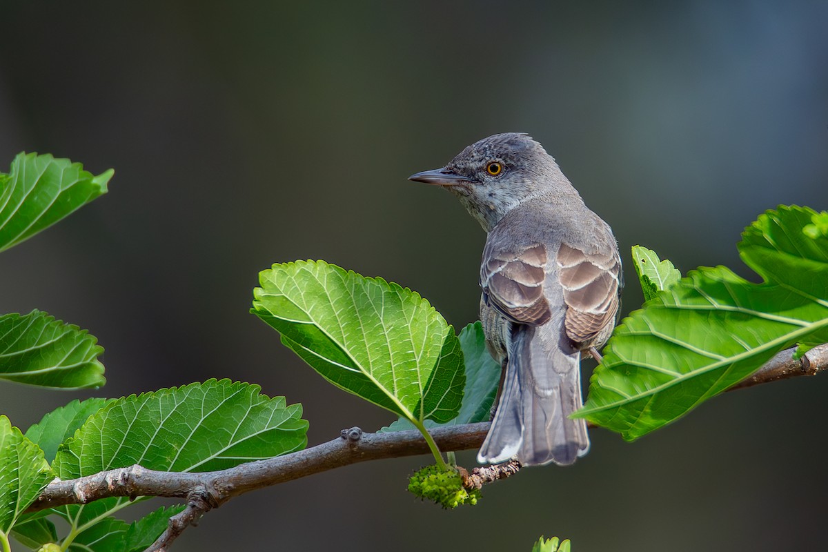 Barred Warbler - Yonatan Gordon