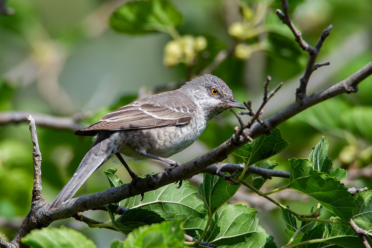 Barred Warbler - ML618097923