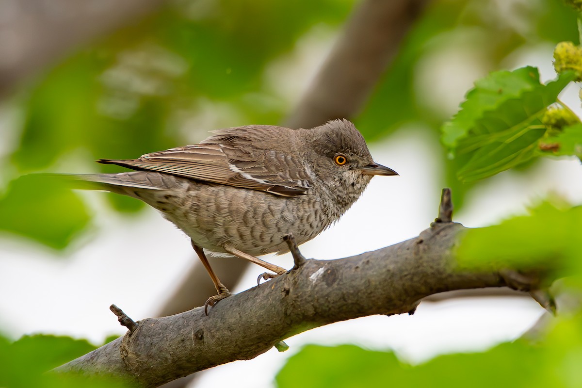 Barred Warbler - ML618097924