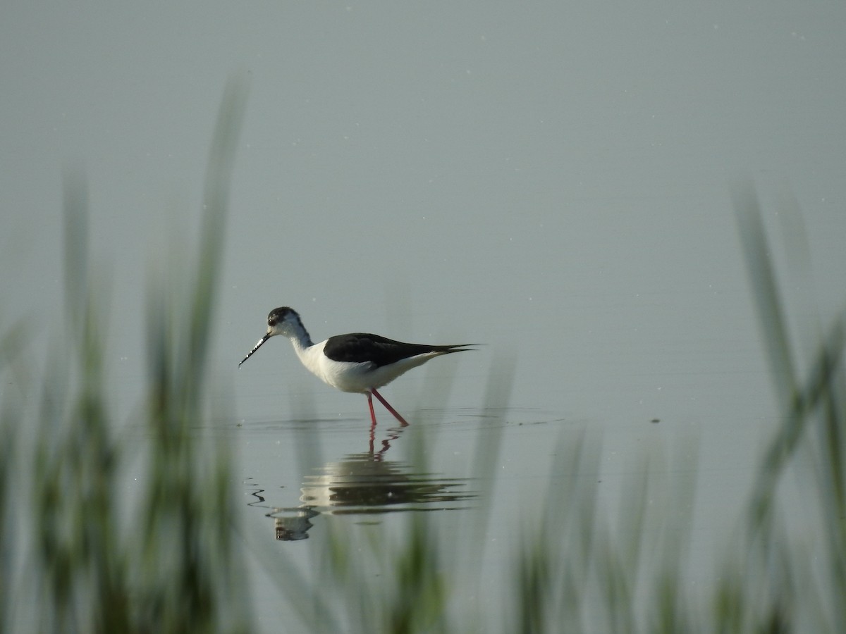 Black-winged Stilt - Katarína Hlásniková