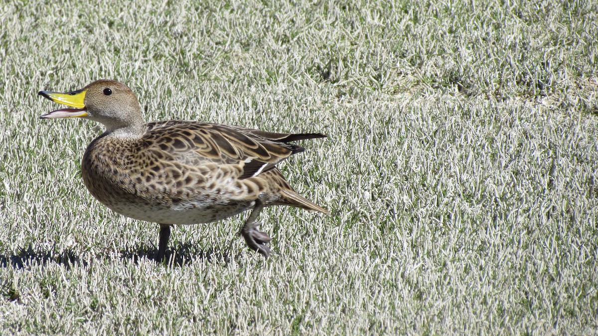 Yellow-billed Pintail - ML618097954