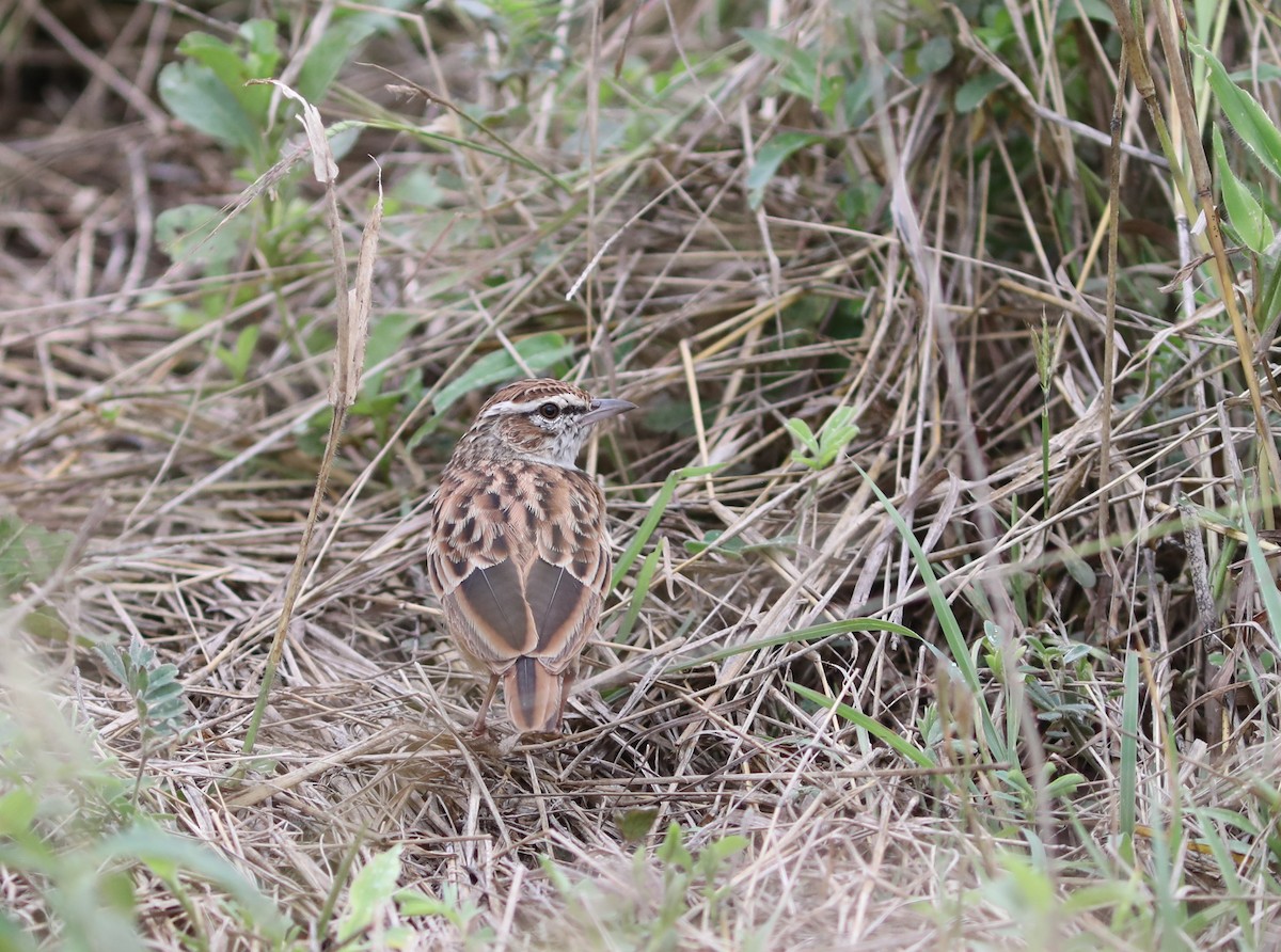 Fawn-colored Lark (Foxy) - Rohan van Twest