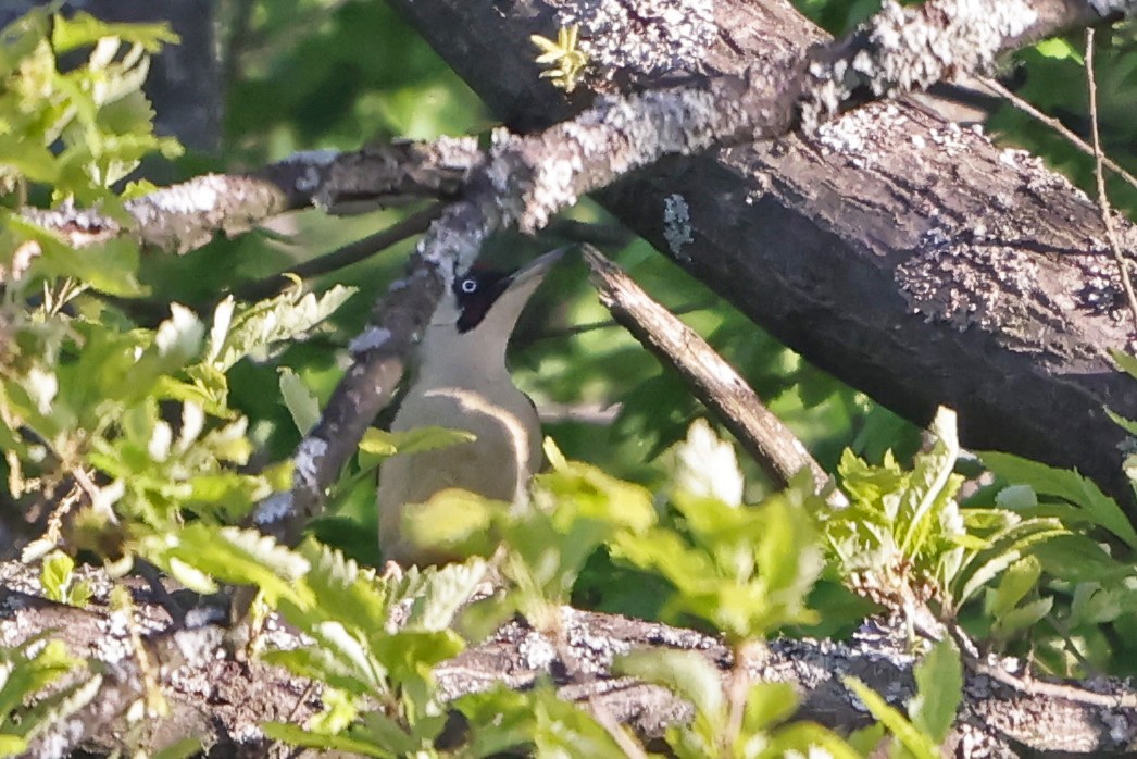 Eurasian Green Woodpecker - ML618097976