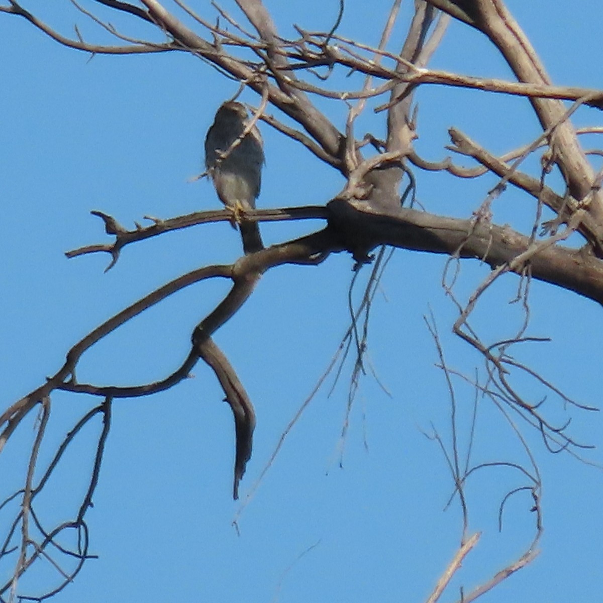 Cooper's Hawk - Anne (Webster) Leight