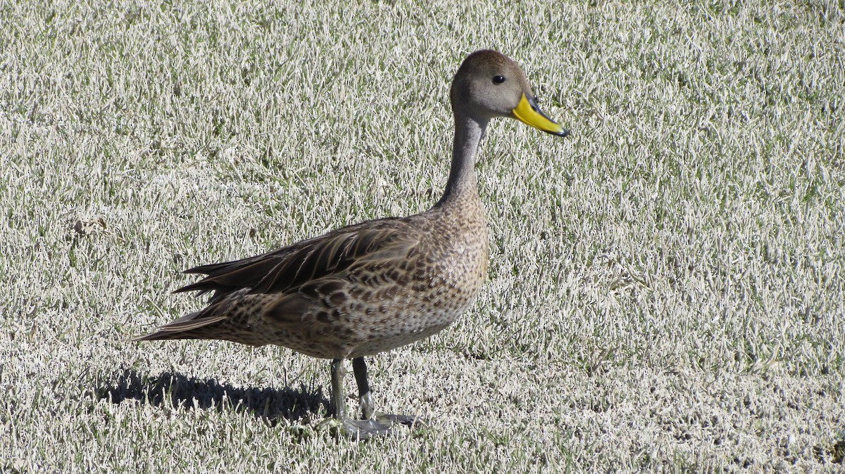 Yellow-billed Pintail - ML618097985