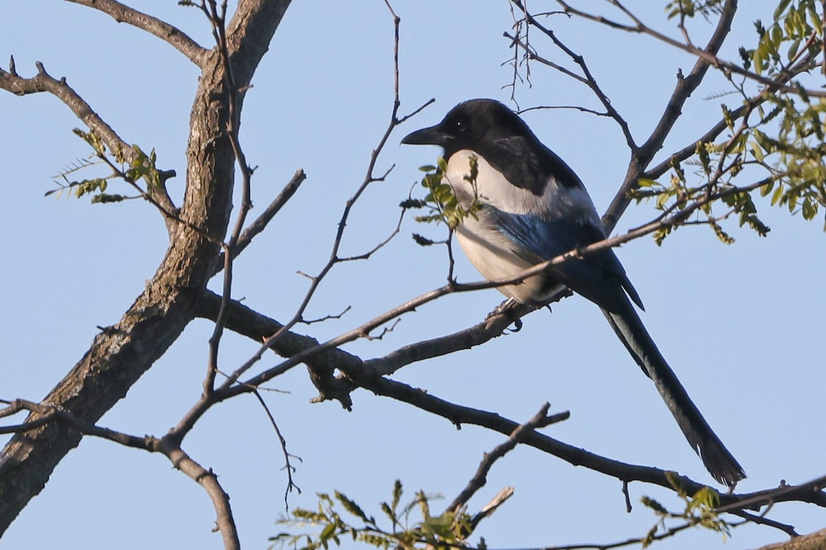 Eurasian Magpie - ML618097986