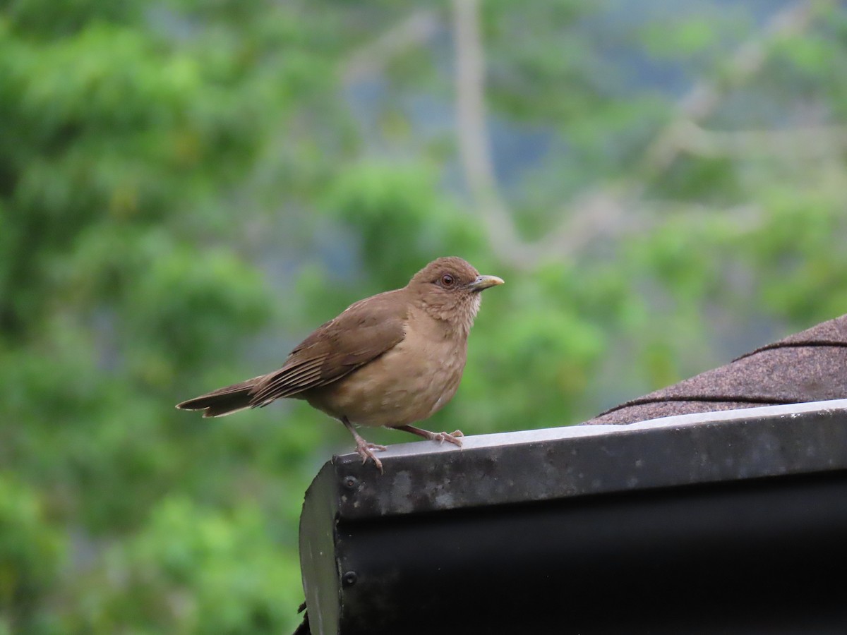 Clay-colored Thrush - Stephen Younger