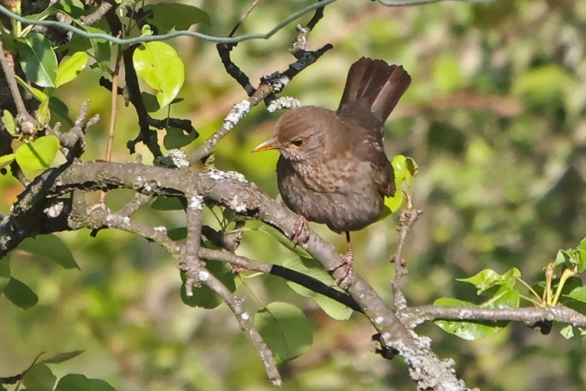 Eurasian Blackbird - ML618098005