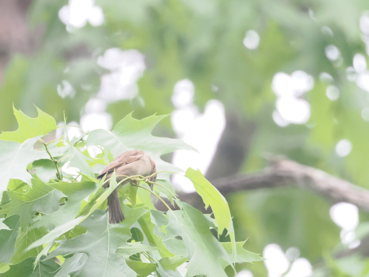 House Sparrow - ML618098008