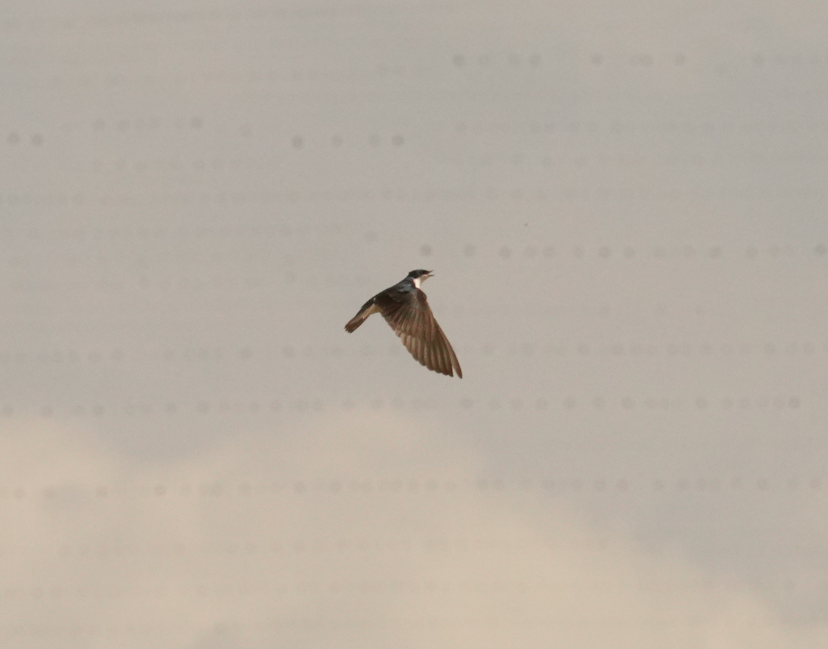 Tree Swallow - ML618098014