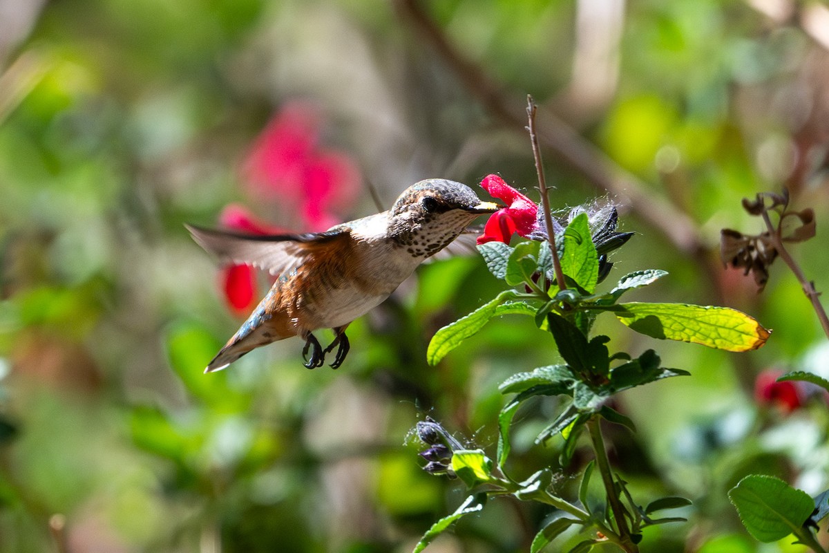 Rufous Hummingbird - ML618098015