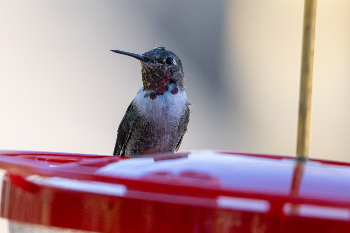 Rufous Hummingbird - Tanya Smythe