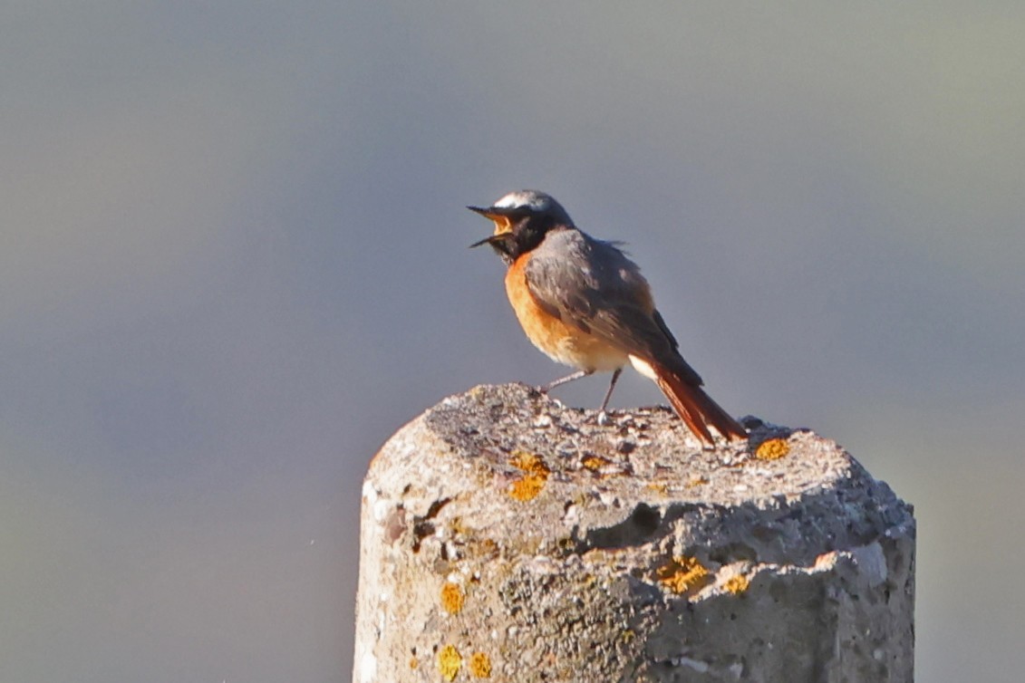 Common Redstart - Mira Milovanović