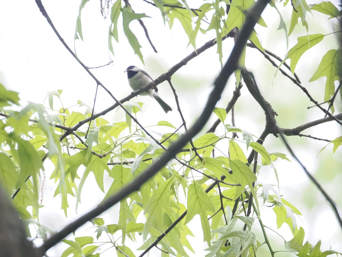 Carolina Chickadee - ML618098065