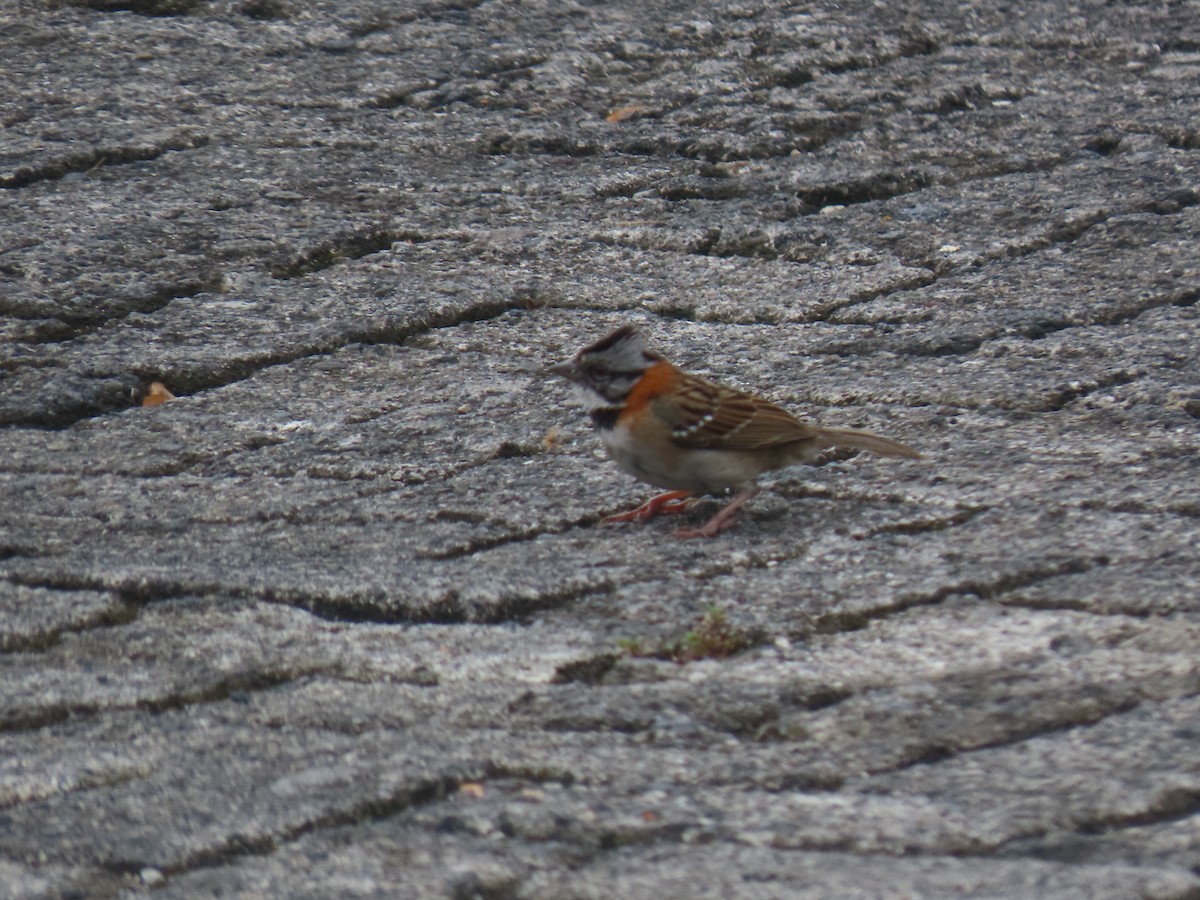 Rufous-collared Sparrow - Stephen Younger