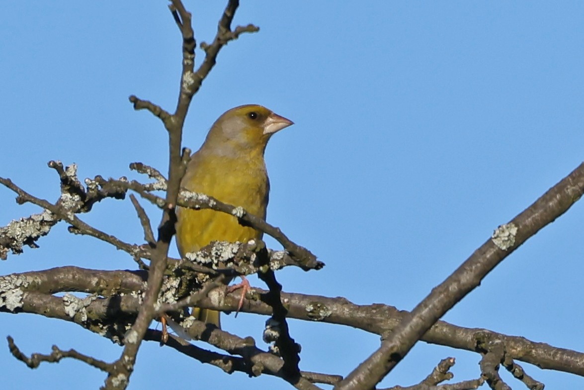 European Greenfinch - ML618098070