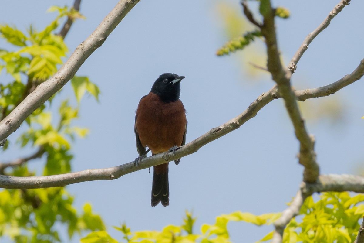 Orchard Oriole - ML618098074