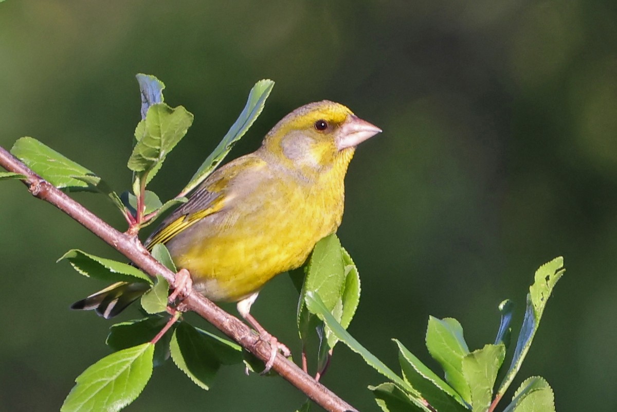 European Greenfinch - ML618098084