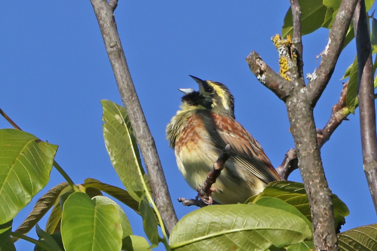 Cirl Bunting - ML618098106