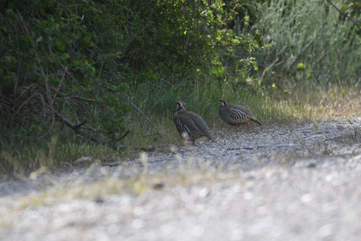 Red-legged Partridge - ML618098107