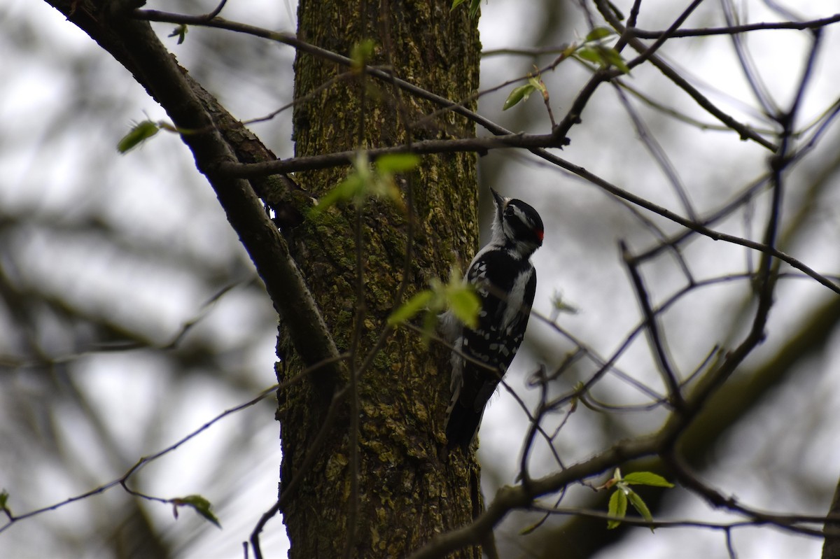 Downy Woodpecker - ML618098117