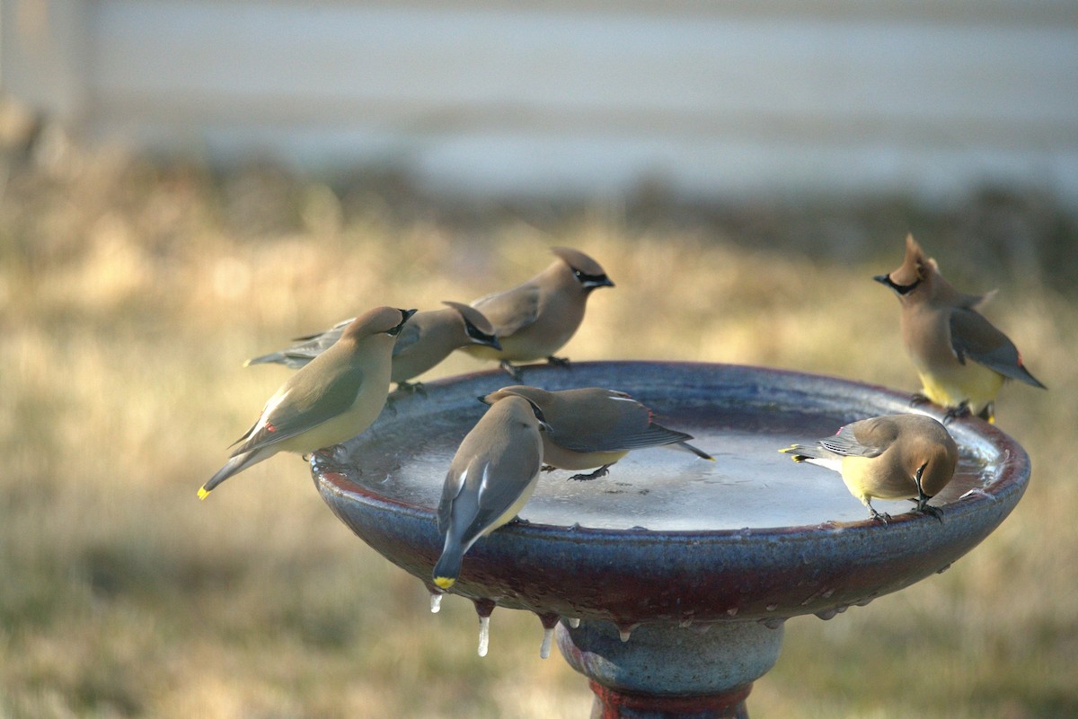 Cedar Waxwing - ML618098125