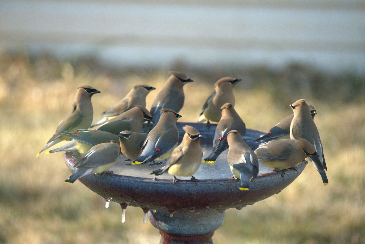 Cedar Waxwing - ML618098126